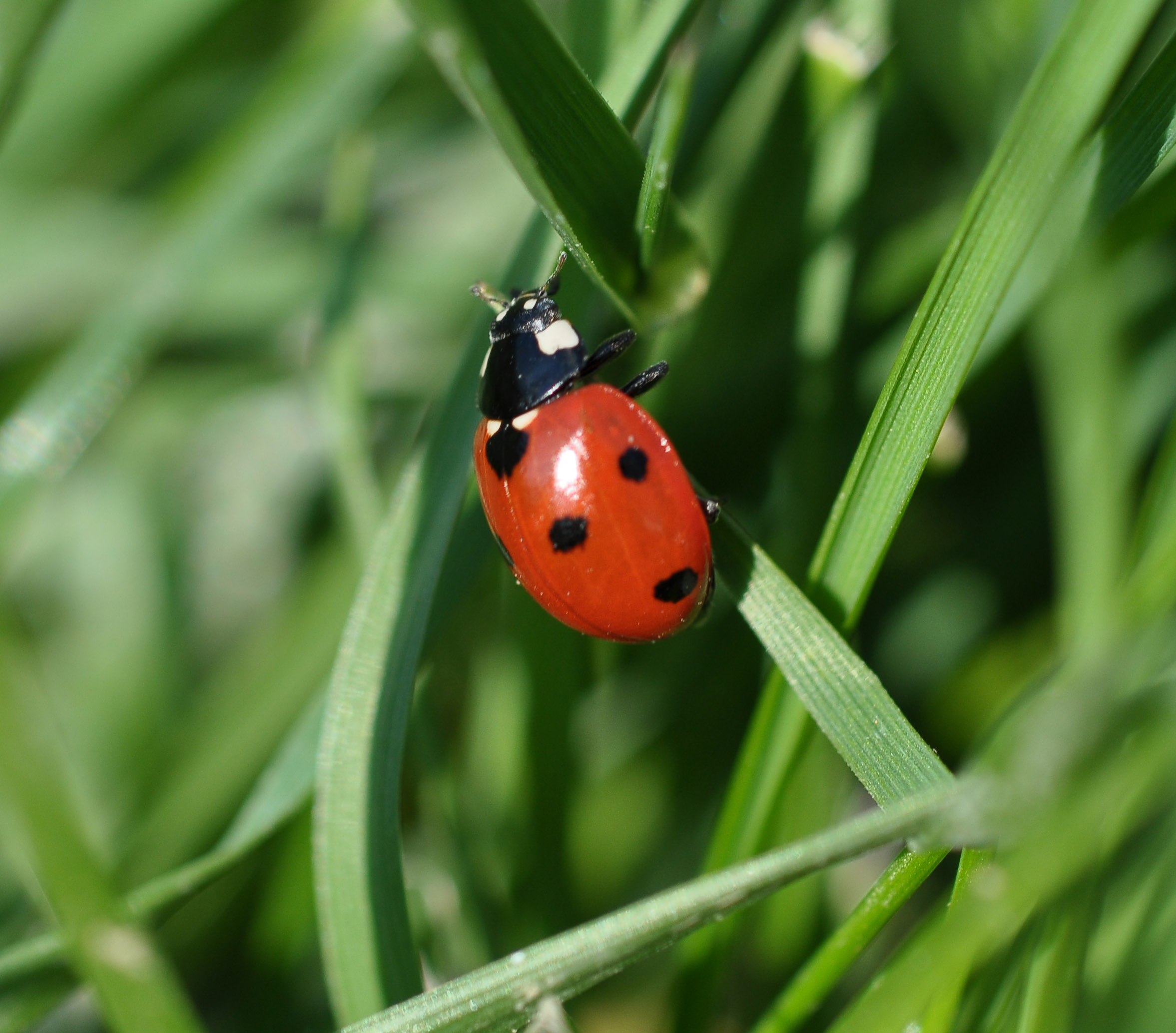 Εικόνα επιλογής