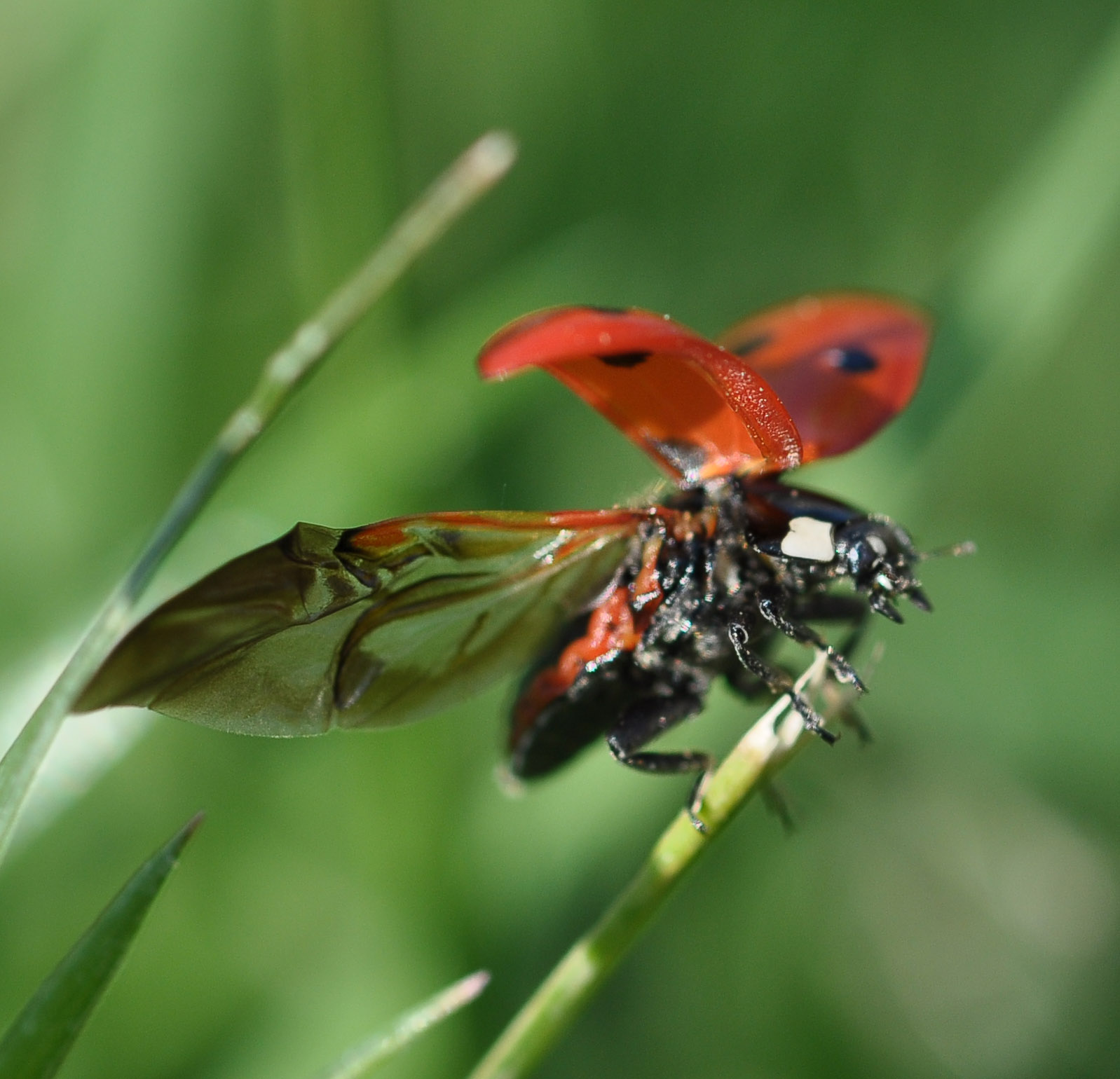 Εικόνα επιλογής