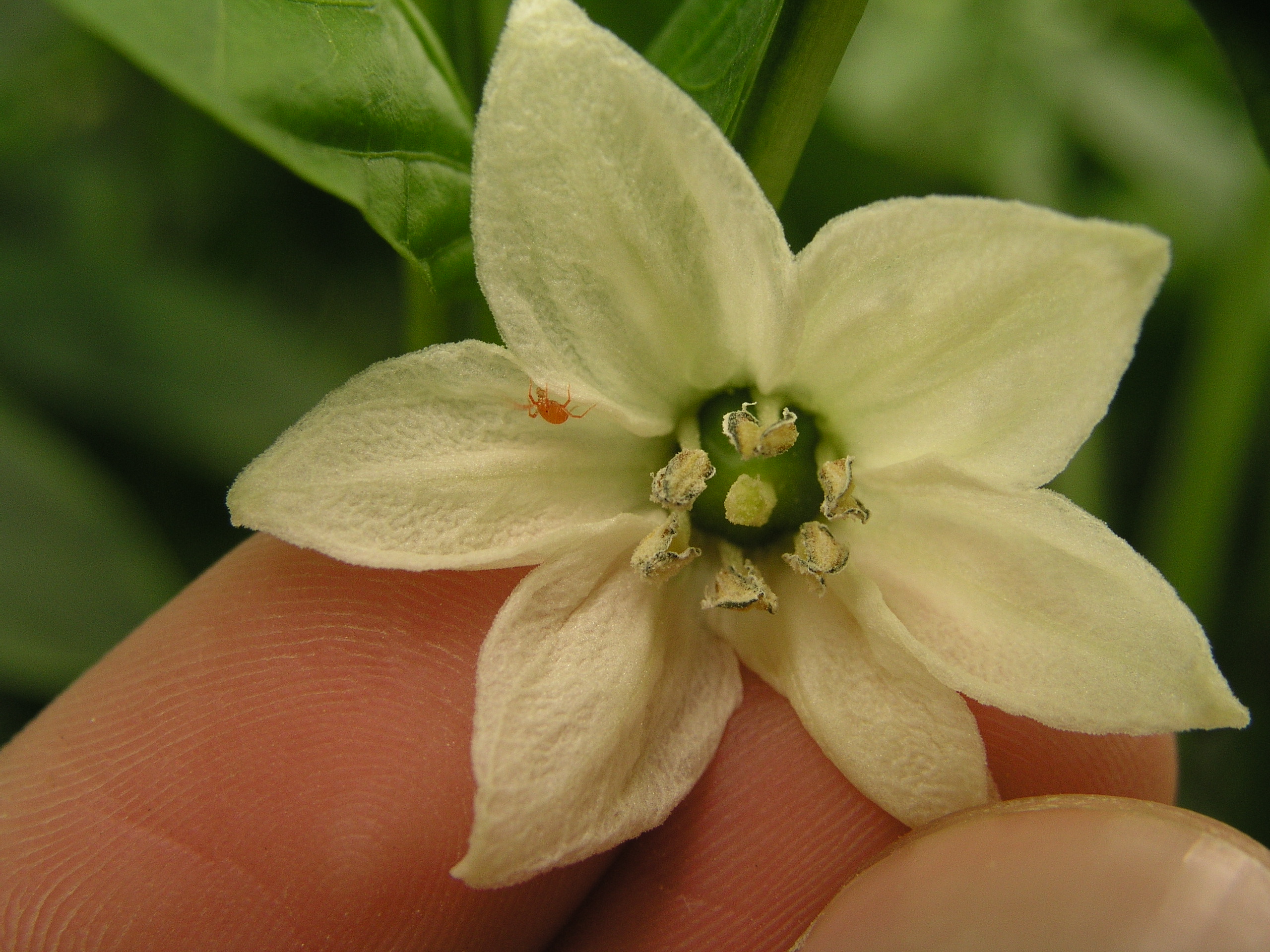 Εικόνα επιλογής