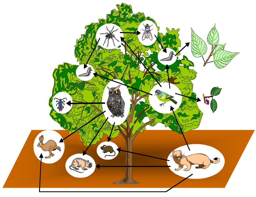 Εικόνα επιλογής