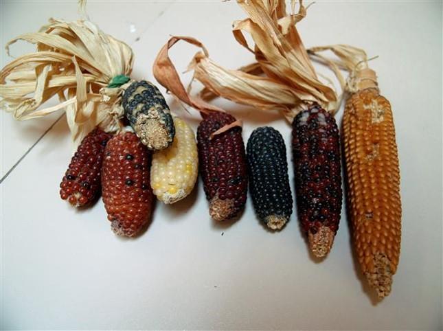 Εικόνα επιλογής