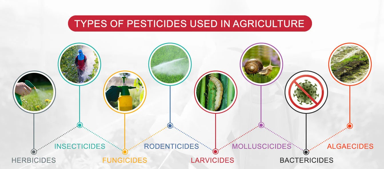 Εικόνα επιλογής