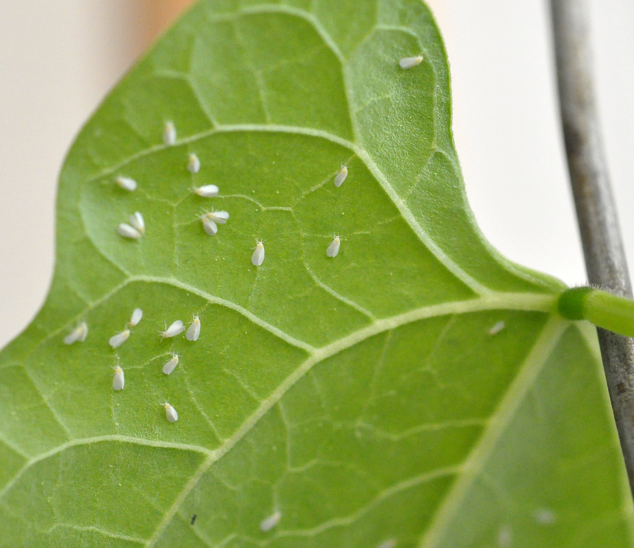 Εικόνα επιλογής
