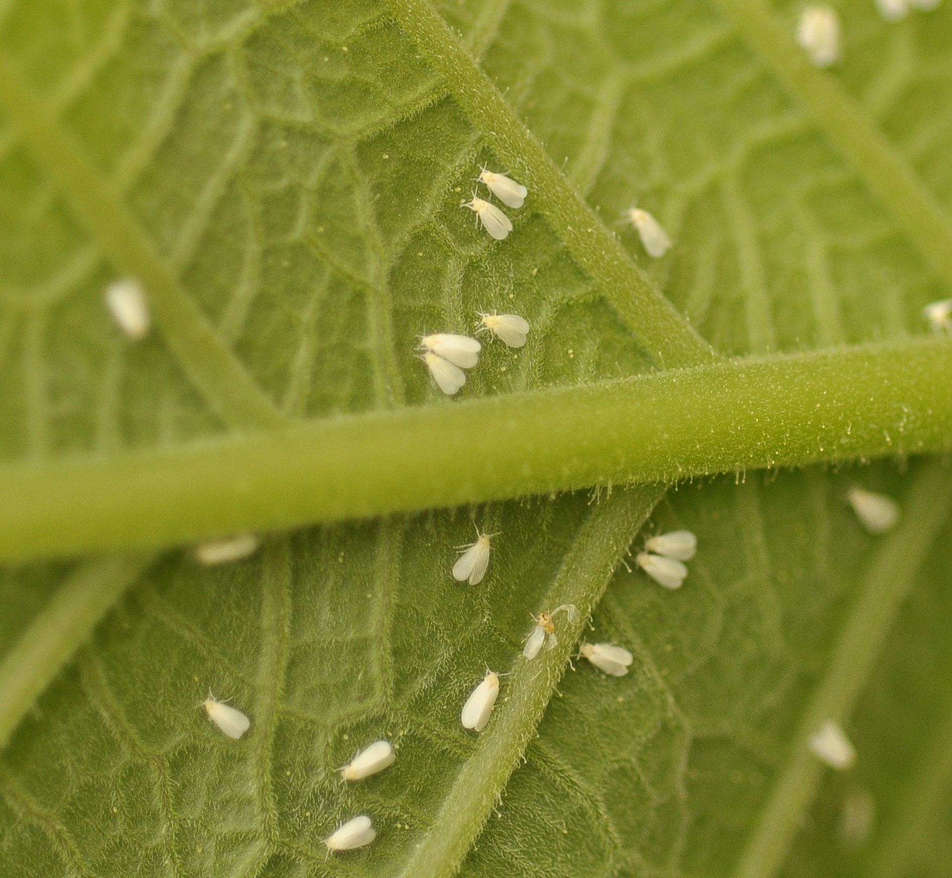 Εικόνα επιλογής